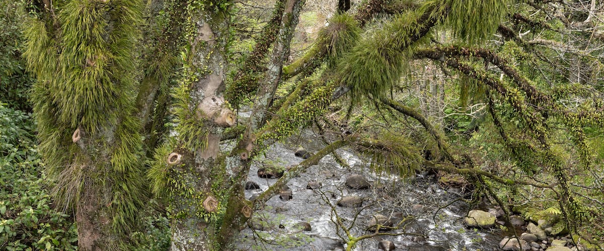 A forest stream with moss-covered rocks and trees.