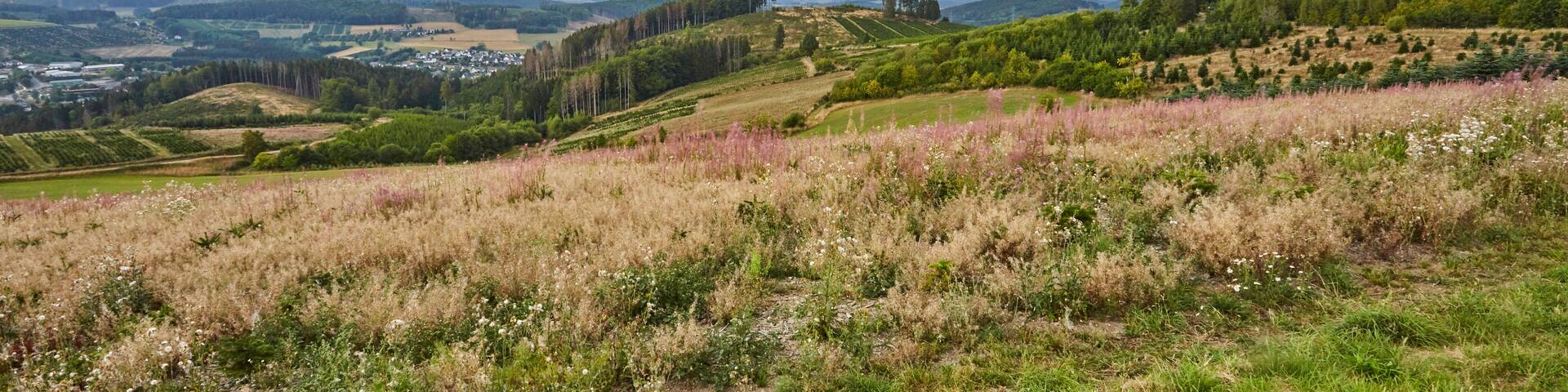 Landschaft im Sauerland, Eslohe-Cobbenrode, Hochsauerlandkreis, NRW, Deutschland, Germany, 2023