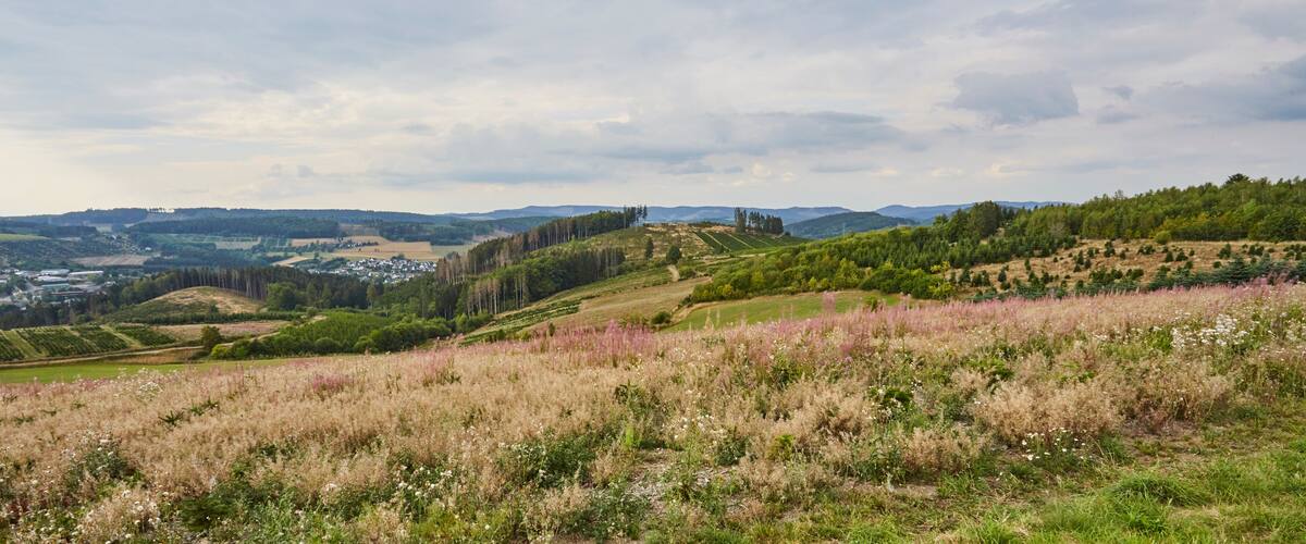 A hilly landscape with fields, trees, and a distant village.
