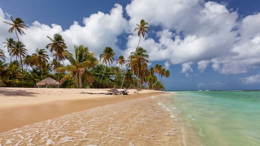 A tropical beach with clear turquoise water, sandy shore, palm trees, and a thatched hut.