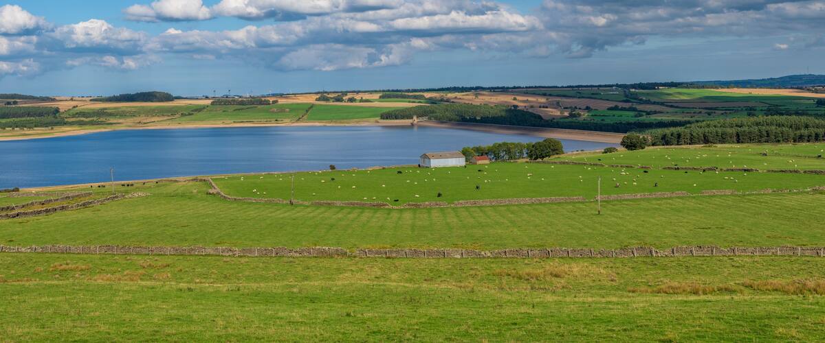 A lake surrounded by green fields, a small house, and sheep grazing.