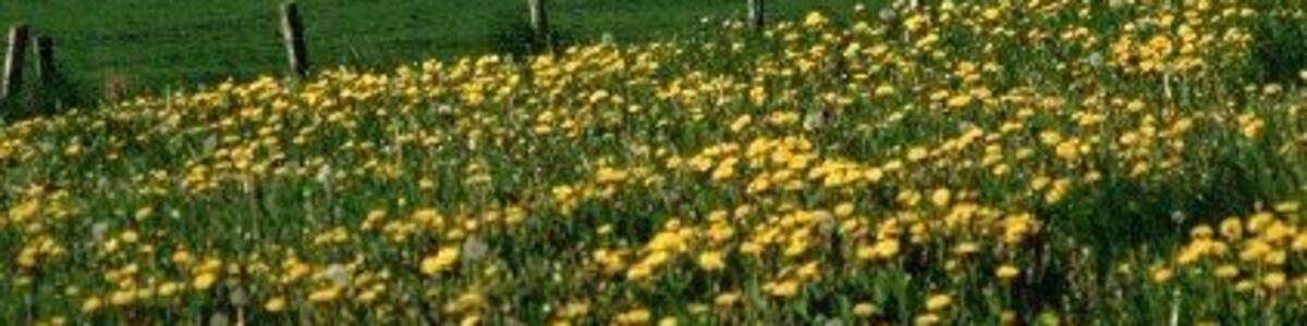 Upper Derwent Valley.