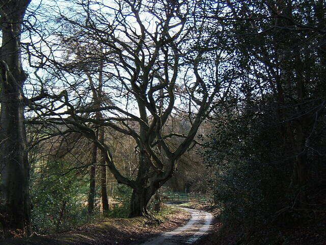 A narrow forest path surrounded by leafless trees.