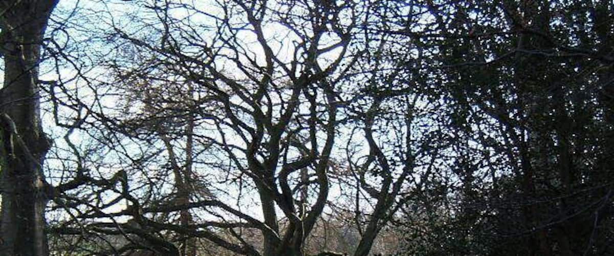 A narrow forest path surrounded by leafless trees.