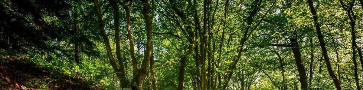 Finally found the old covered cart way in Brede Highwoods I have been trying to locate this for some time. Any it just so happen that on the day I find it there was some lovely light bouncing around and coming through the canopy.
#nigelwhealphotography #nigelwheal #Landscape