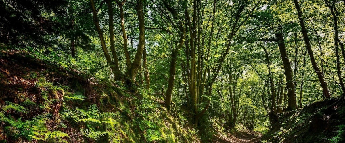 Finally found the old covered cart way in Brede Highwoods I have been trying to locate this for some time. Any it just so happen that on the day I find it there was some lovely light bouncing around and coming through the canopy.
#nigelwhealphotography #nigelwheal #Landscape