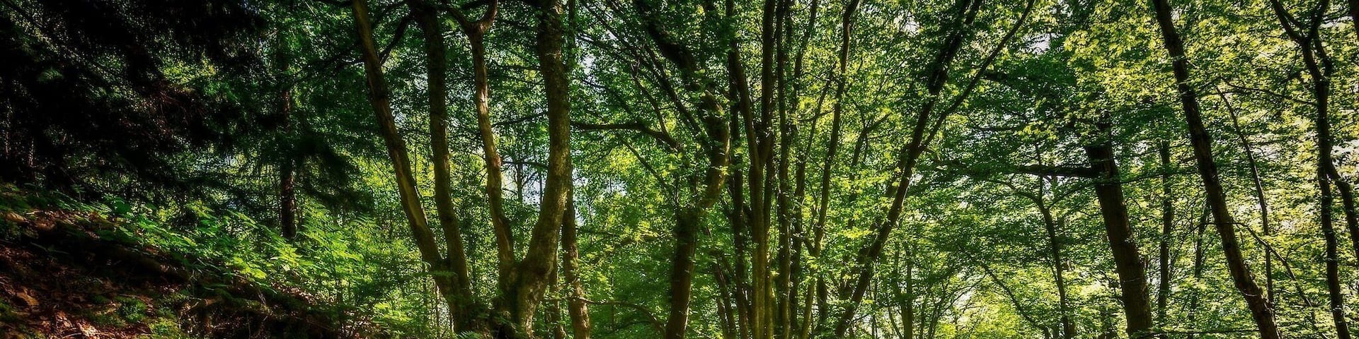 Finally found the old covered cart way in Brede Highwoods I have been trying to locate this for some time. Any it just so happen that on the day I find it there was some lovely light bouncing around and coming through the canopy.
#nigelwhealphotography #nigelwheal #Landscape