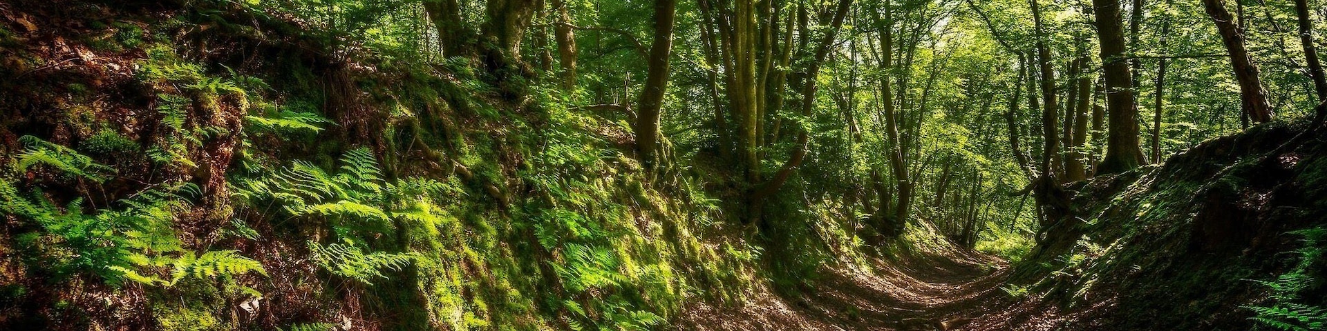 Finally found the old covered cart way in Brede Highwoods I have been trying to locate this for some time. Any it just so happen that on the day I find it there was some lovely light bouncing around and coming through the canopy.
#nigelwhealphotography #nigelwheal #Landscape
