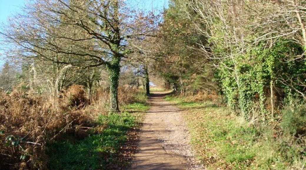 The footpath to May Hill Rising gently toward the summit.