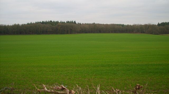 Very green scene Looking toward Ley Park, the field struck me as very green.