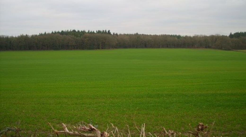 Very green scene Looking toward Ley Park, the field struck me as very green.