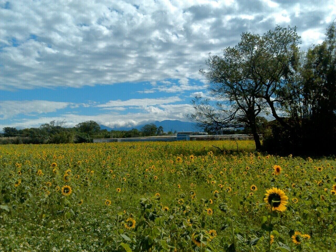 桃園平鎮 向日葵花田 Sunflower Field