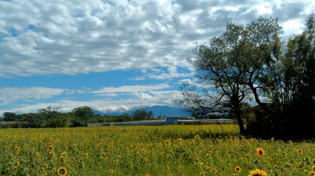 桃園平鎮 向日葵花田 Sunflower Field