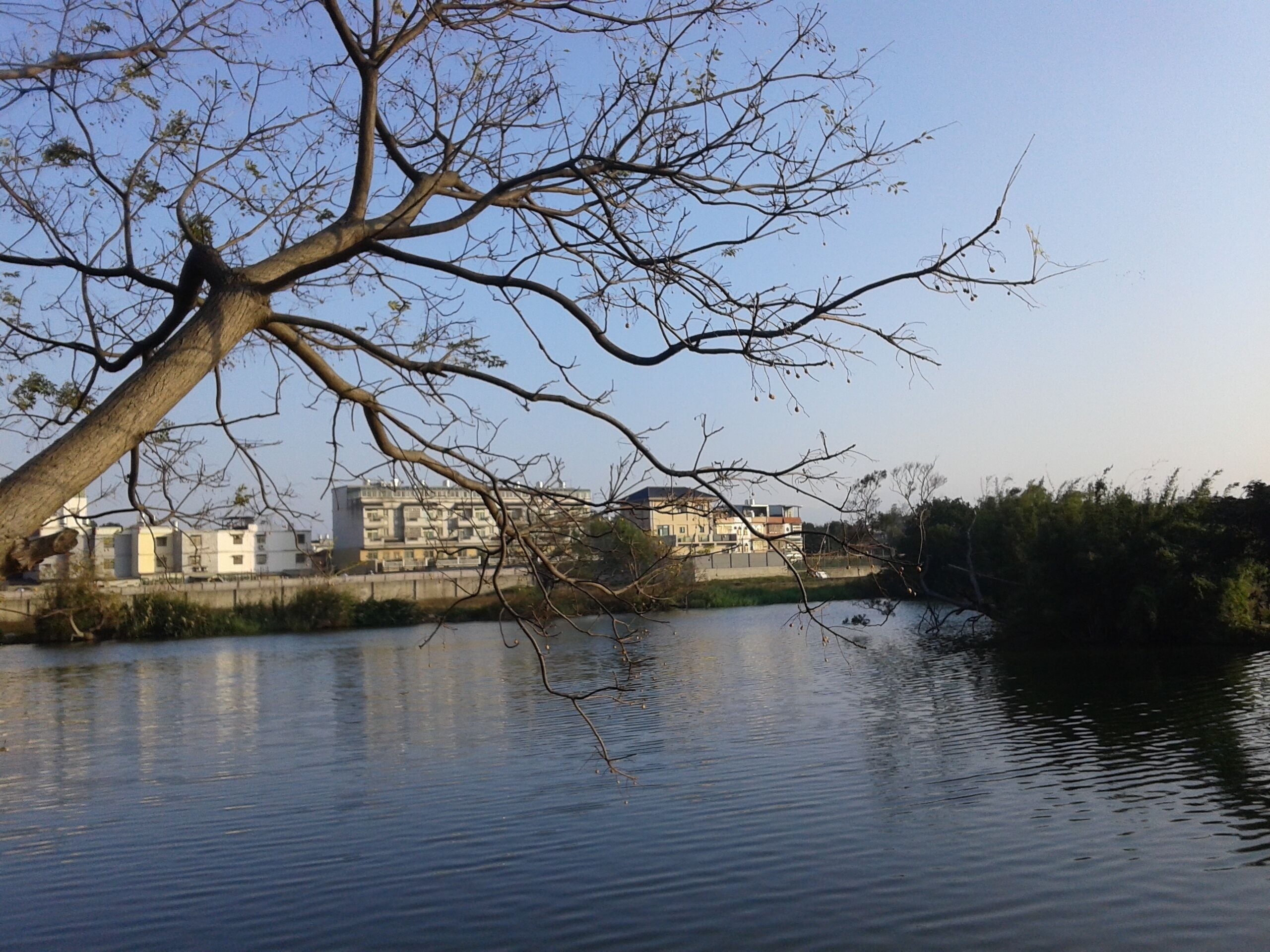 興埔路旁埤塘景致