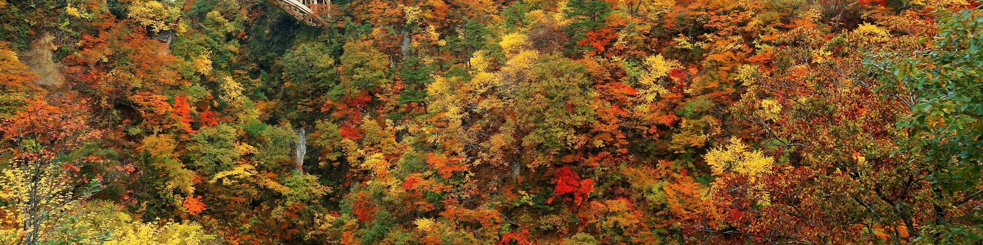 Magnificent view of a highway bridge (大深沢橋) spanning Naruko Gorge (鳴子峡) with beautiful autumn colors on the vertical rocky cliffs, in Osaki, Miyagi, Northeastern Japan