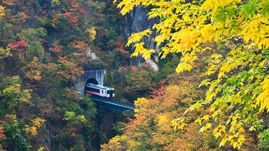 The train is coming out of the tunnel through the Naruko gorge during the autumn colors of the beautiful autumn leaves in Miyagi, Japan.