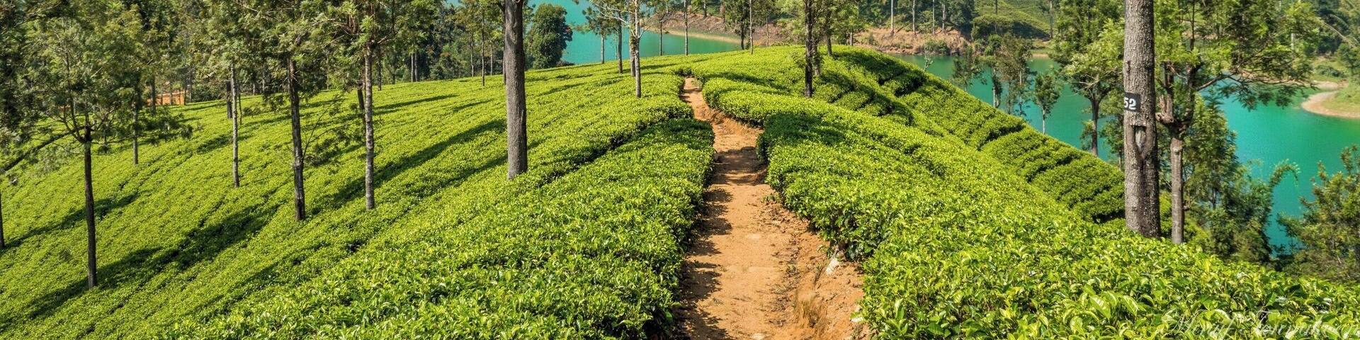 It is always amazing to beat the path and walk along the unknown road which leads to local gems. I was wandering around Hatton region near my home and walked along the tea plantations without having any idea where I'm going. Finally, I ended up here with a breath-taking view of the Castlereagh Reservoir. Don't be afraid to beat the path. #LoveMyTown