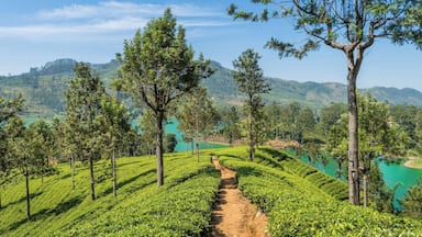 It is always amazing to beat the path and walk along the unknown road which leads to local gems. I was wandering around Hatton region near my home and walked along the tea plantations without having any idea where I'm going. Finally, I ended up here with a breath-taking view of the Castlereagh Reservoir. Don't be afraid to beat the path. #LoveMyTown
