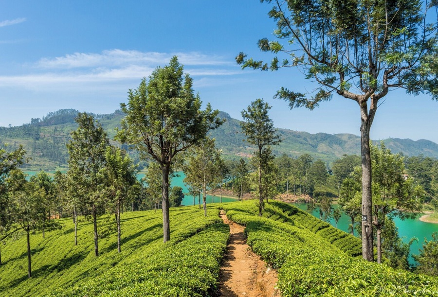 It is always amazing to beat the path and walk along the unknown road which leads to local gems. I was wandering around Hatton region near my home and walked along the tea plantations without having any idea where I'm going. Finally, I ended up here with a breath-taking view of the Castlereagh Reservoir. Don't be afraid to beat the path. #LoveMyTown