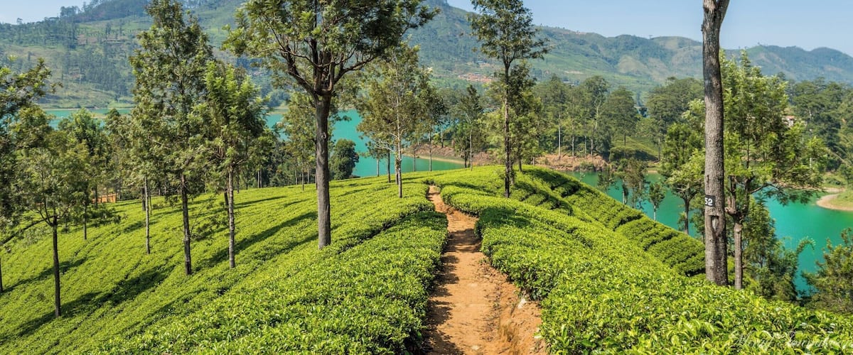 A tea plantation with a clear path, trees, and a lake in the background.