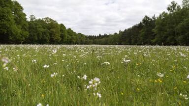 I miss the Netherlands!!! I miss it! #simplybeautiful #Netherlands #countryside #weekendgetaway