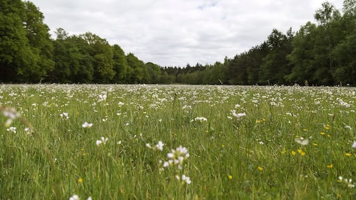 I miss the Netherlands!!! I miss it! #simplybeautiful #Netherlands #countryside #weekendgetaway