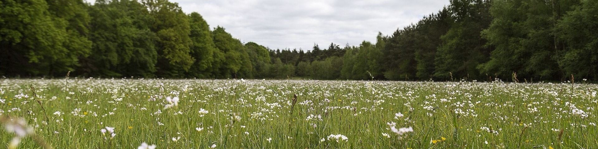 I miss the Netherlands!!! I miss it! #simplybeautiful #Netherlands #countryside #weekendgetaway