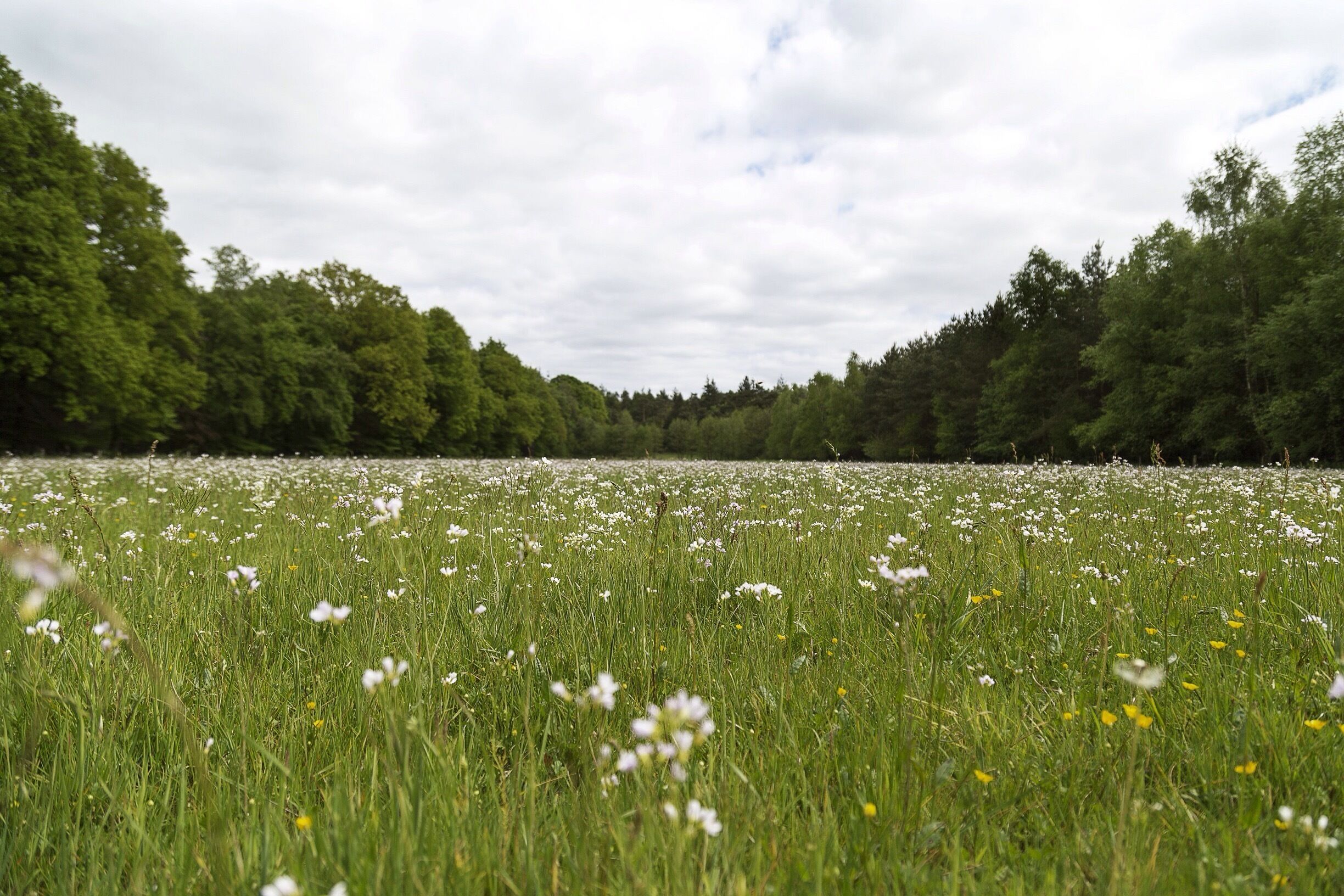 A meadow with white flowers and tall grass, surrounded by dense trees under a cloudy sky.