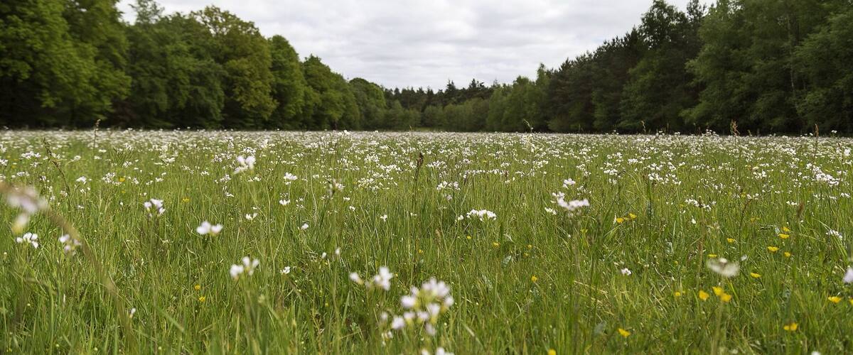 A meadow with white flowers and tall grass, surrounded by dense trees under a cloudy sky.