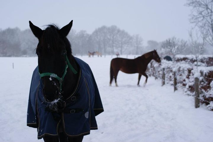 I haven't seen snow in over 2 years. Living in Asia might have some advantages but I'm certainly missing out on a lot of snow fun!!!

Back in the days in Losser, my hometown. Couldn't go to work because of the snow and slippery. So I walked around town to take some pictures. Ran into these two beautiful horses❤️🐴❄️ #snow