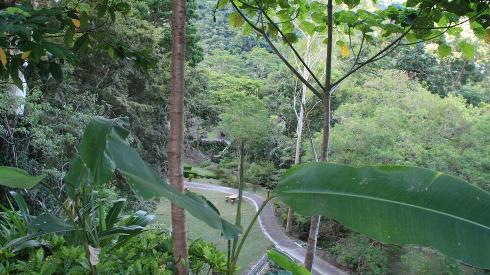 A winding road through a lush, green forest with large leaves and dense vegetation.