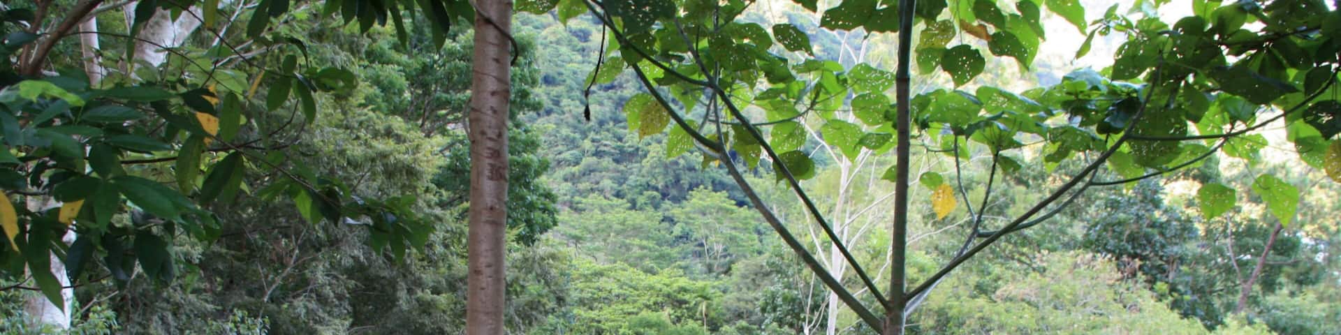 Un camino sinuoso que atraviesa un bosque exuberante, verde, con hojas grandes y vegetación densa.