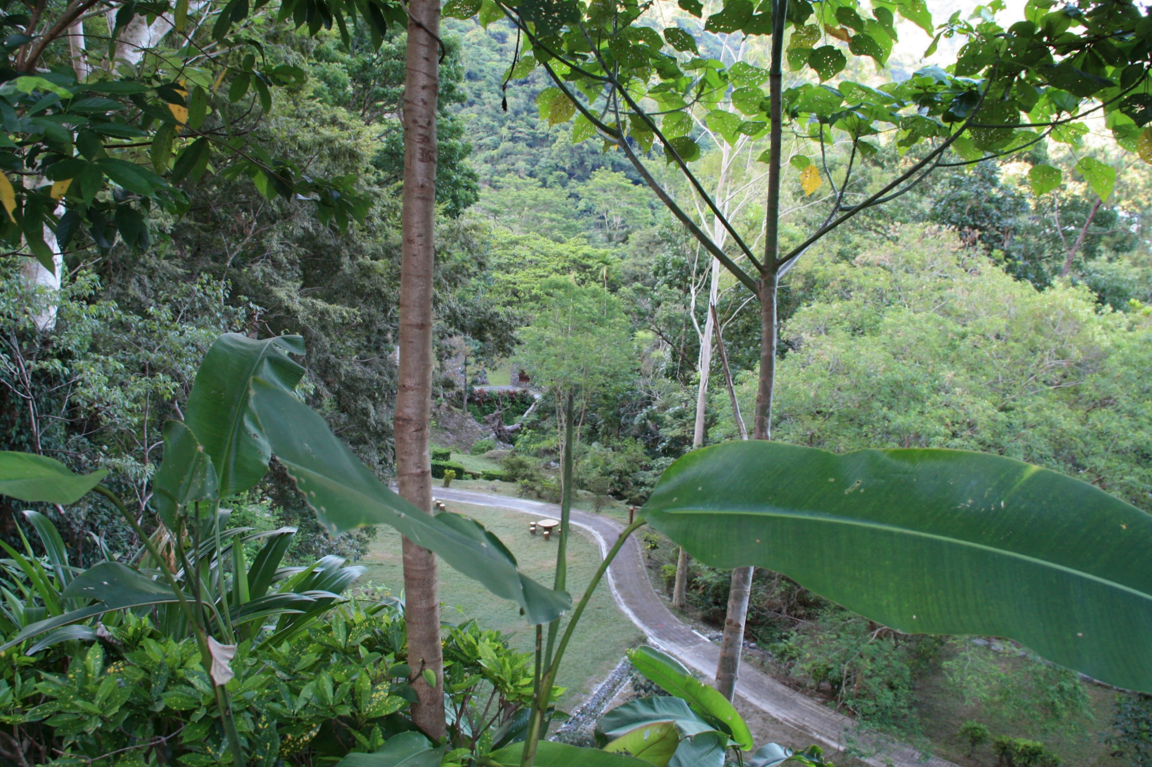 A winding road through a lush, green forest with large leaves and dense vegetation.