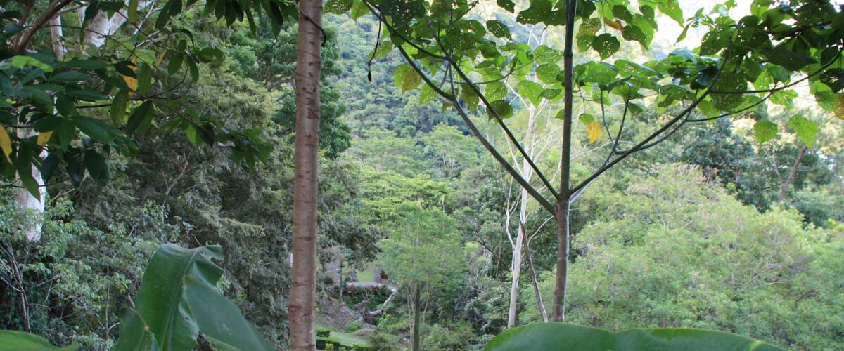 A winding road through a lush, green forest with large leaves and dense vegetation.