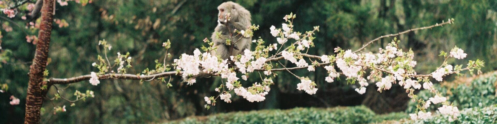 Just away from Taipei 4 hours driving, if you want to look another place to enjoy Sakura in spring or just a place for camping experience, Wuling Farm is a perfect choice #LifeAtExpedia