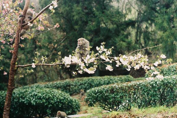 Just away from Taipei 4 hours driving, if you want to look another place to enjoy Sakura in spring or just a place for camping experience, Wuling Farm is a perfect choice #LifeAtExpedia