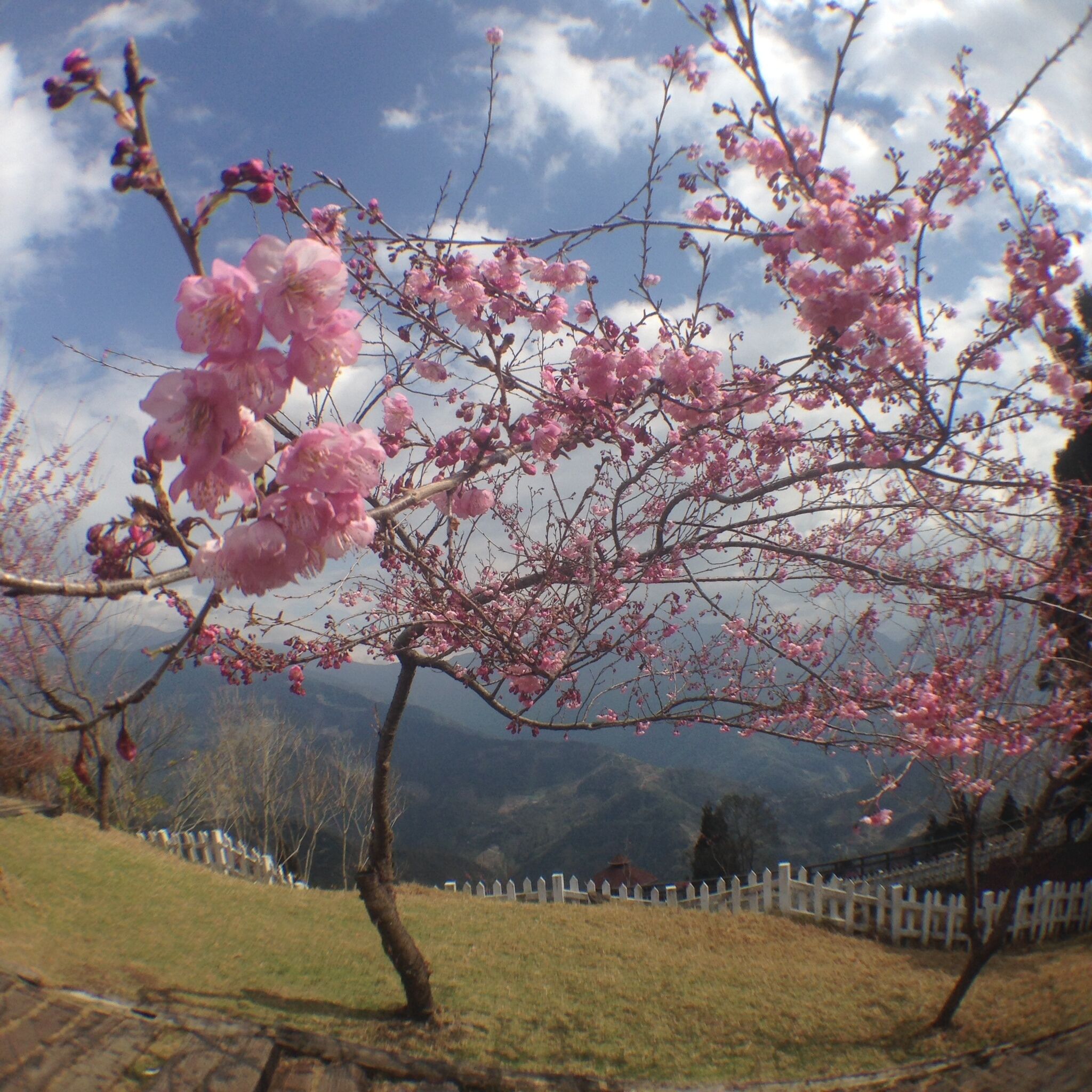 A cherry blossom tree with pink flowers against a mountainous backdrop.