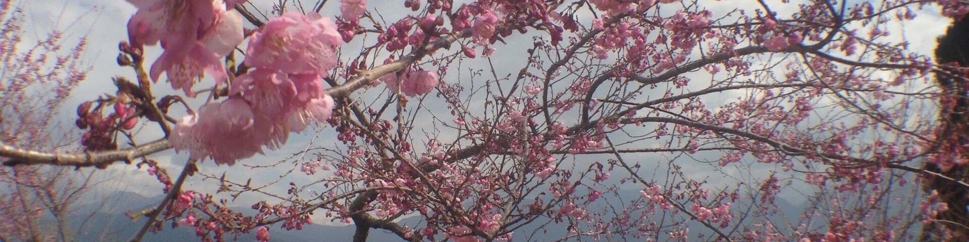 A cherry blossom tree with pink flowers against a mountainous backdrop.