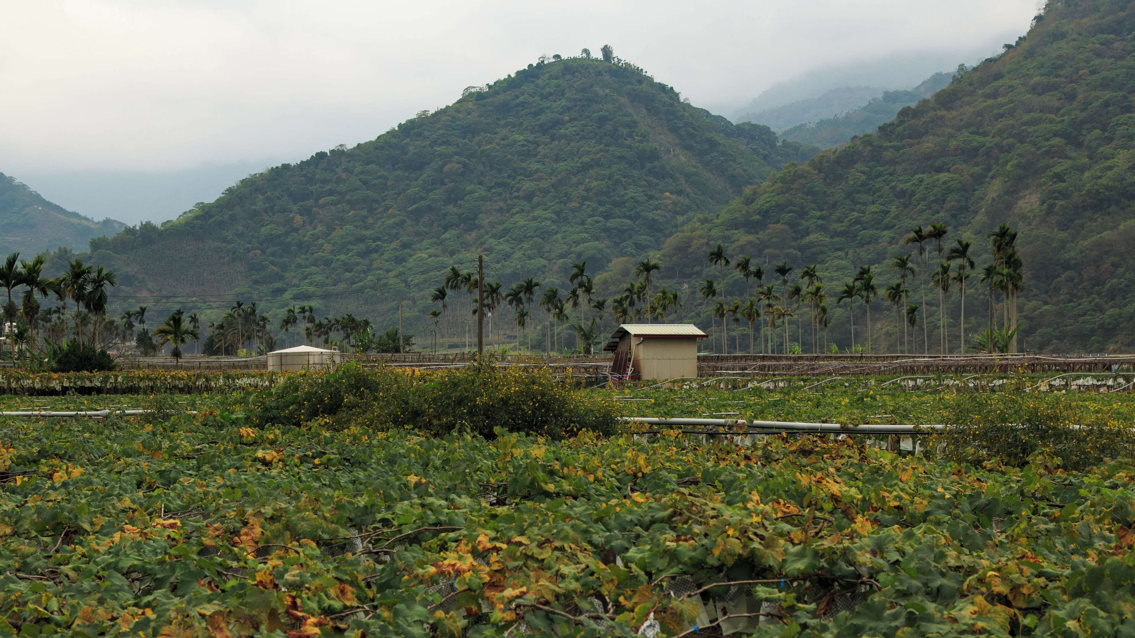 Xinyi, Nantou County, Taiwan: Vineyards of Xinyi Village