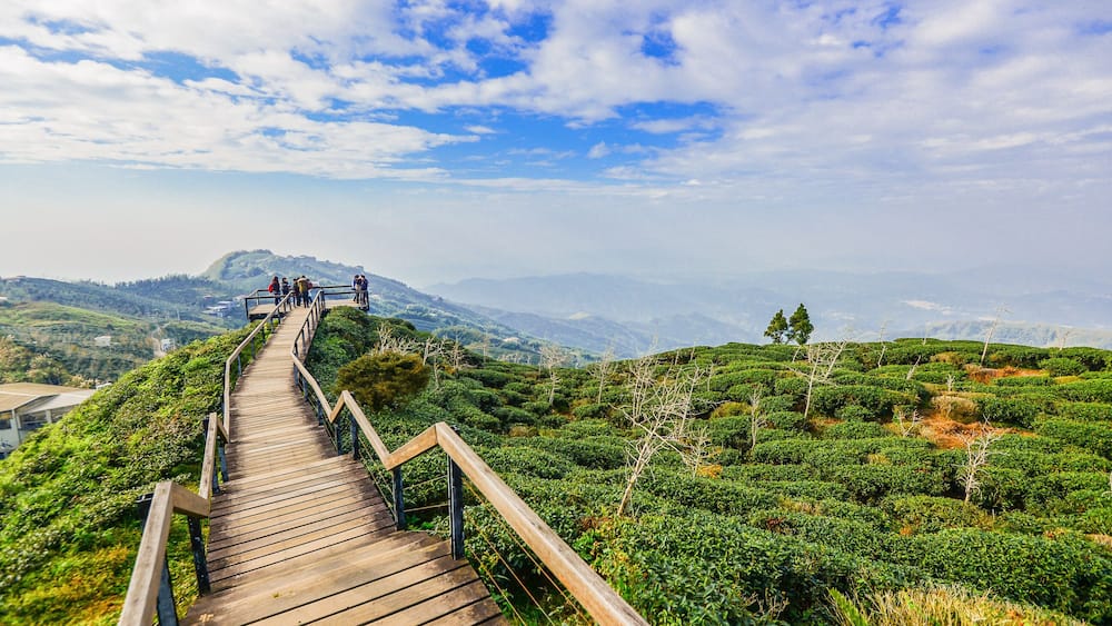 Beautiful Oolong Tea Garden with Ginkgo Trees in the Field (Ginkgo Forest or Yinxing Forest) at Lugu, Nantou, Taiwan; Shutterstock ID 651872929