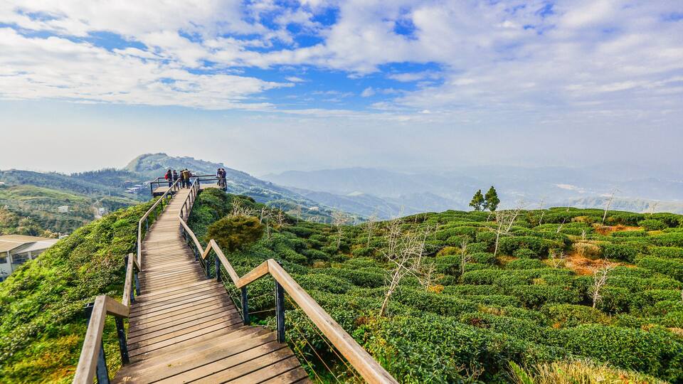 A wooden boardwalk with railings winding through a lush, green tea plantation with distant mountains under a partly cloudy sky.