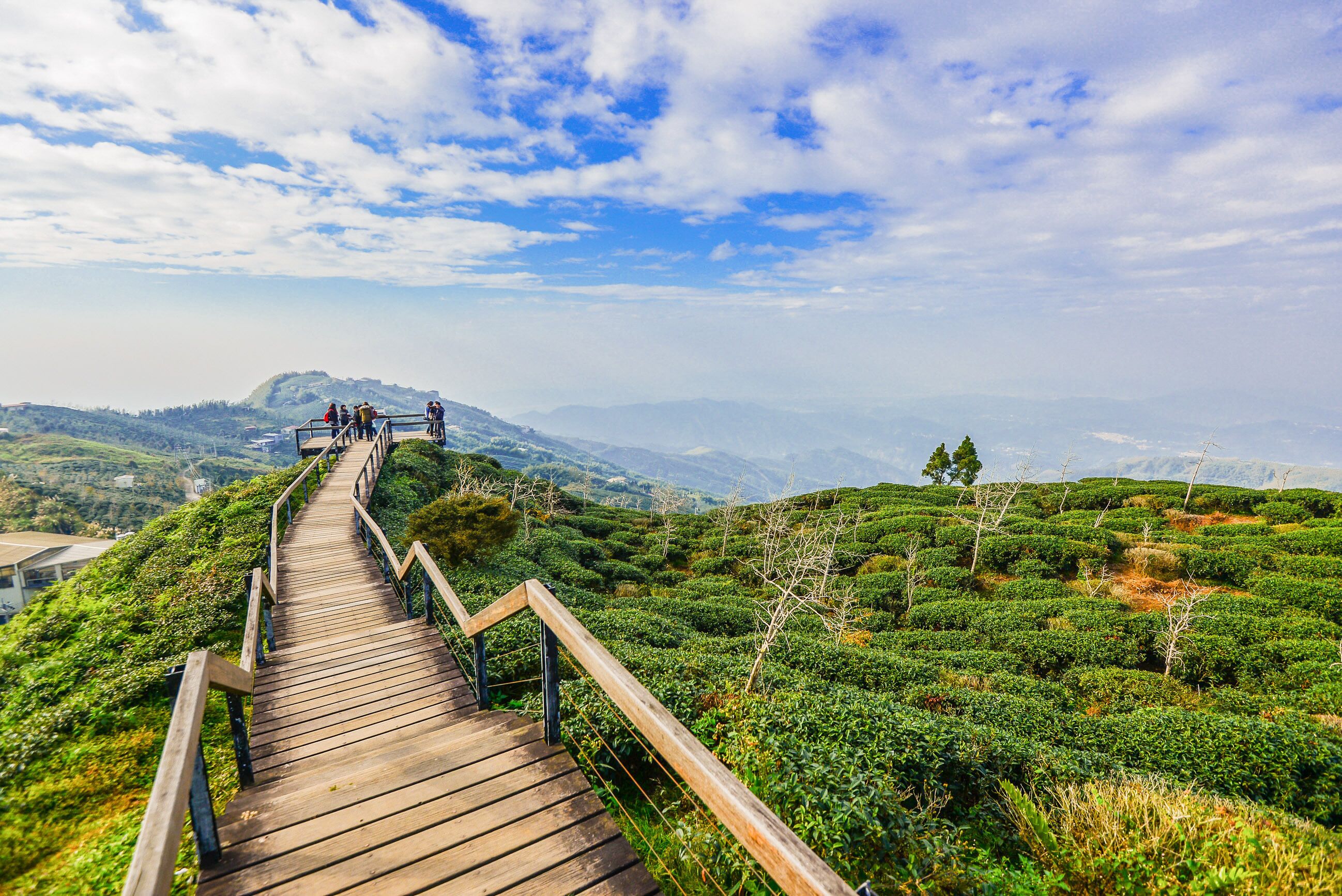 A wooden boardwalk with railings winding through a lush, green tea plantation with distant mountains under a partly cloudy sky.