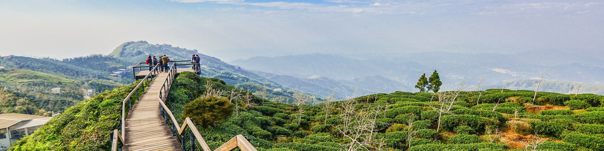 A wooden boardwalk with railings winding through a lush, green tea plantation with distant mountains under a partly cloudy sky.