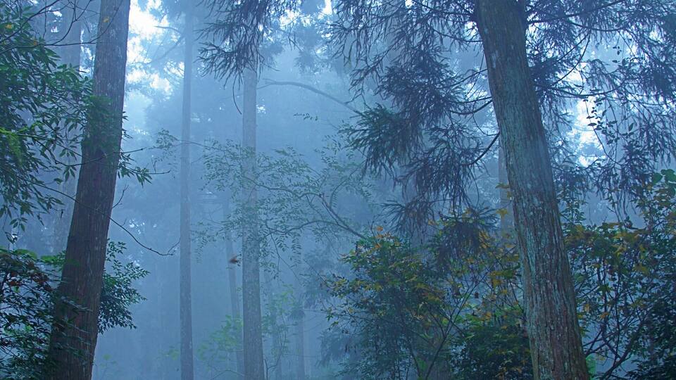 A misty forest with tall trees and a stone staircase leading upwards.