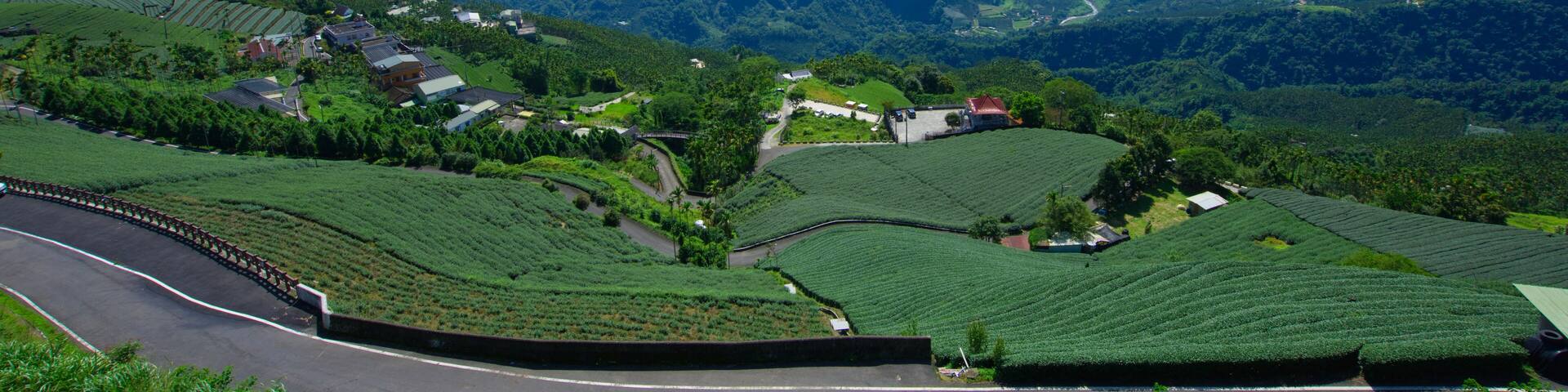 The tea plantations on the hilltop are often shrouded in clouds and fog. Bihushan Tea Garden, Meishan Township. Chiayi County, Taiwan. Sep. 2021