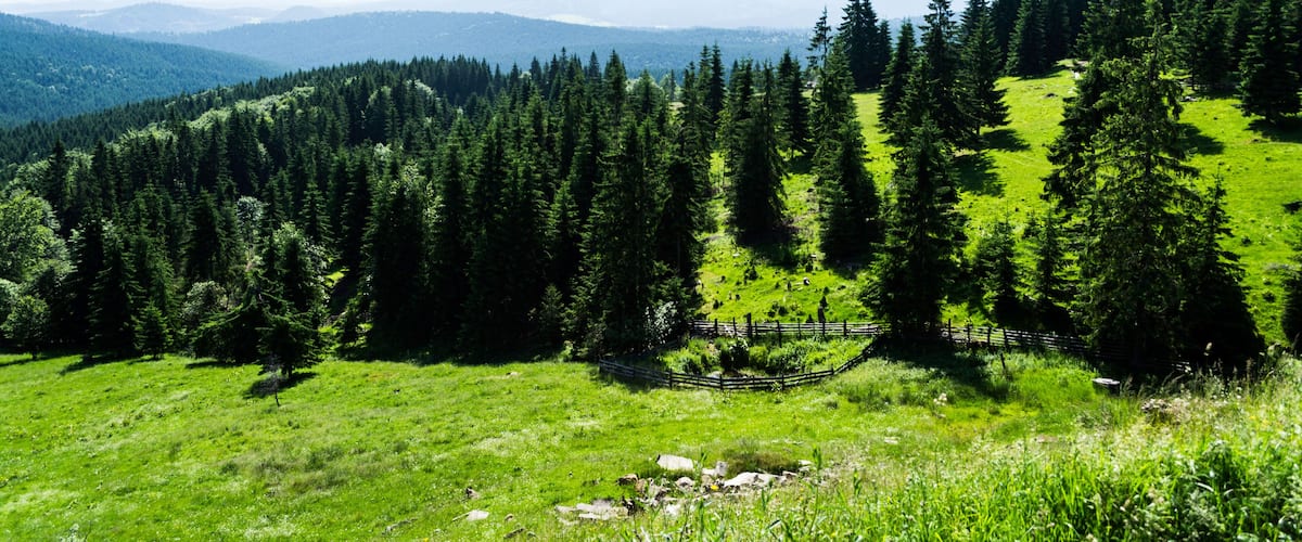 A mountainous landscape with dense forests and a grassy meadow.
