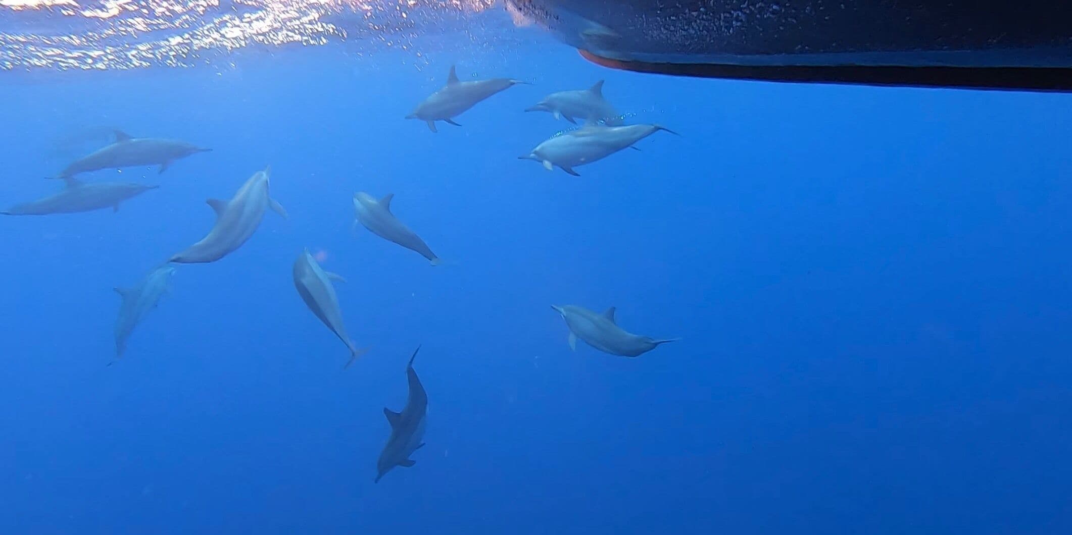 No whales, but more dolphins