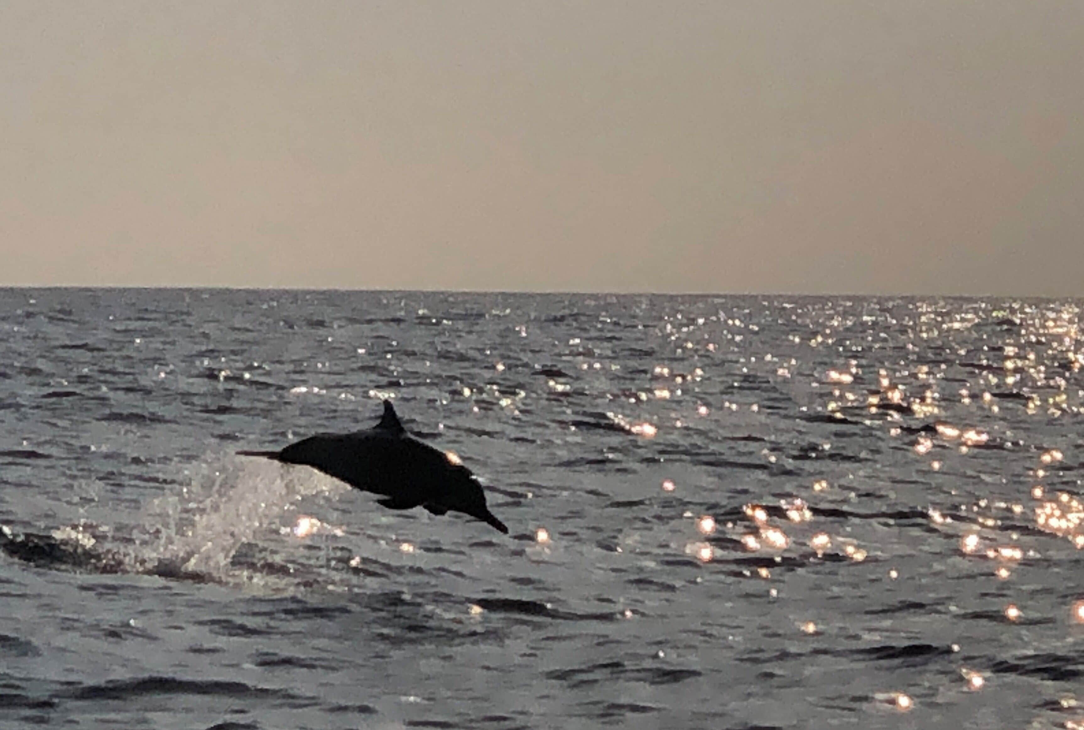 Jumping dolphin