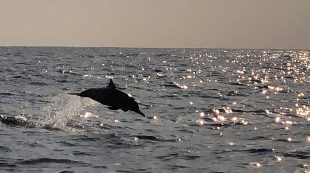Jumping dolphin