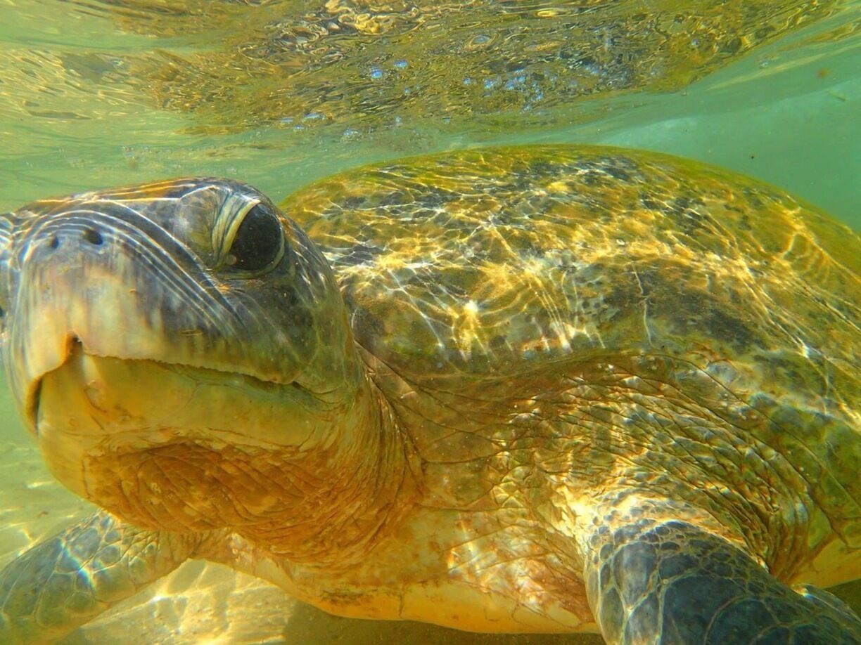 Turtles are easy to spot on the Hikkaduwa beach. There are few locals feeding them and asking the tourists to give them cash in exchange for picturing the turtles.